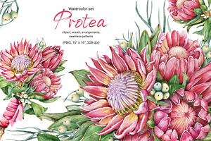 Watercolor protea flower set