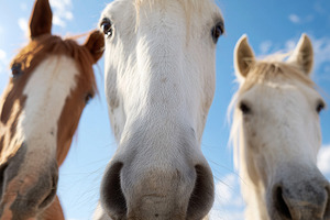 Three curious horses looking, an Animal Photo by MistyDay