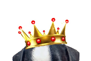Baby dog with sunglasses and king crown, an Animal Illustration by DanFLCreativo