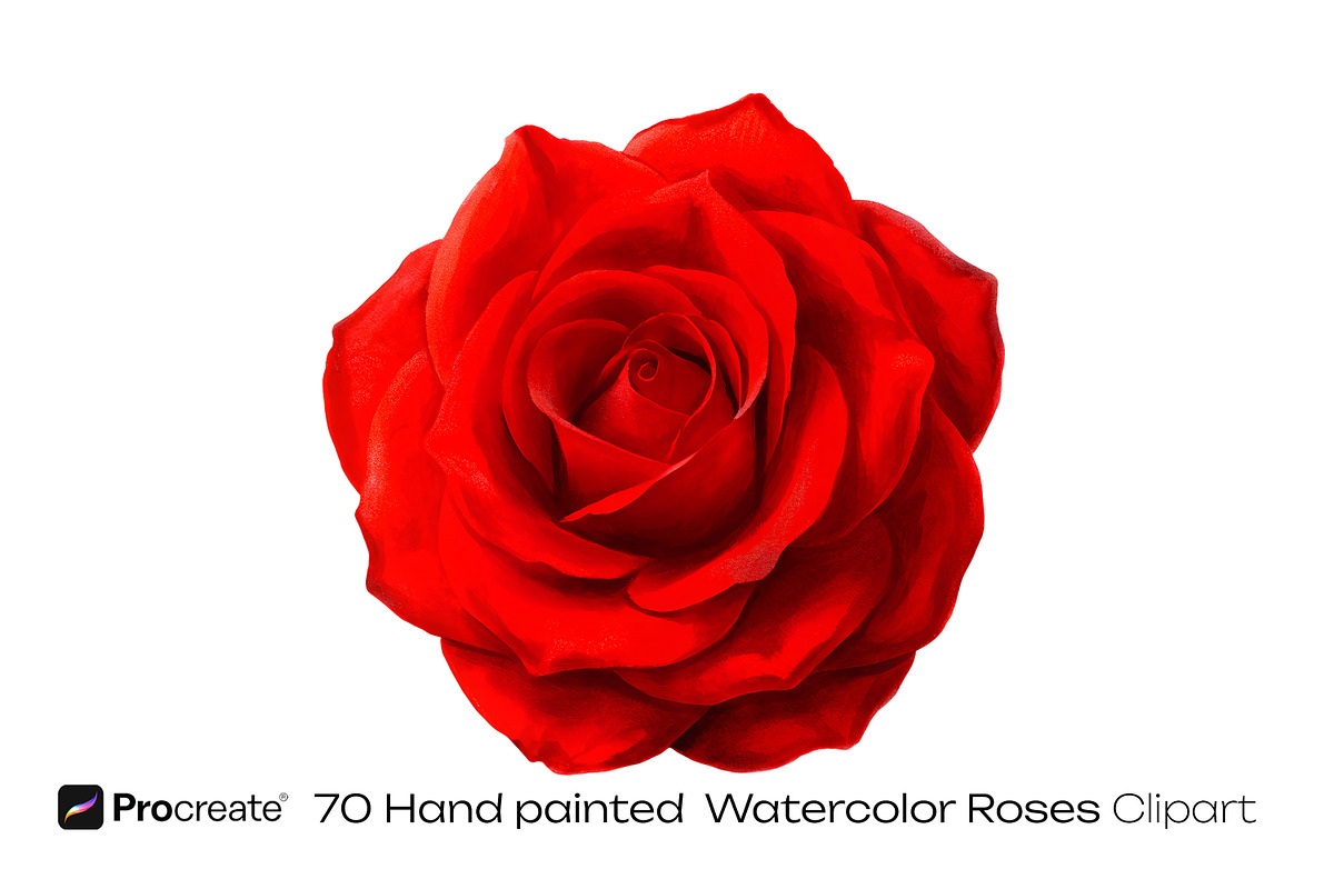 Scarlet Red Roses Wedding watercolor, a Decorative Illustration by crafty (Photo 3 of 11)