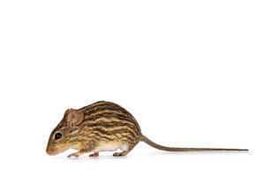 Striped grass mouse on white background