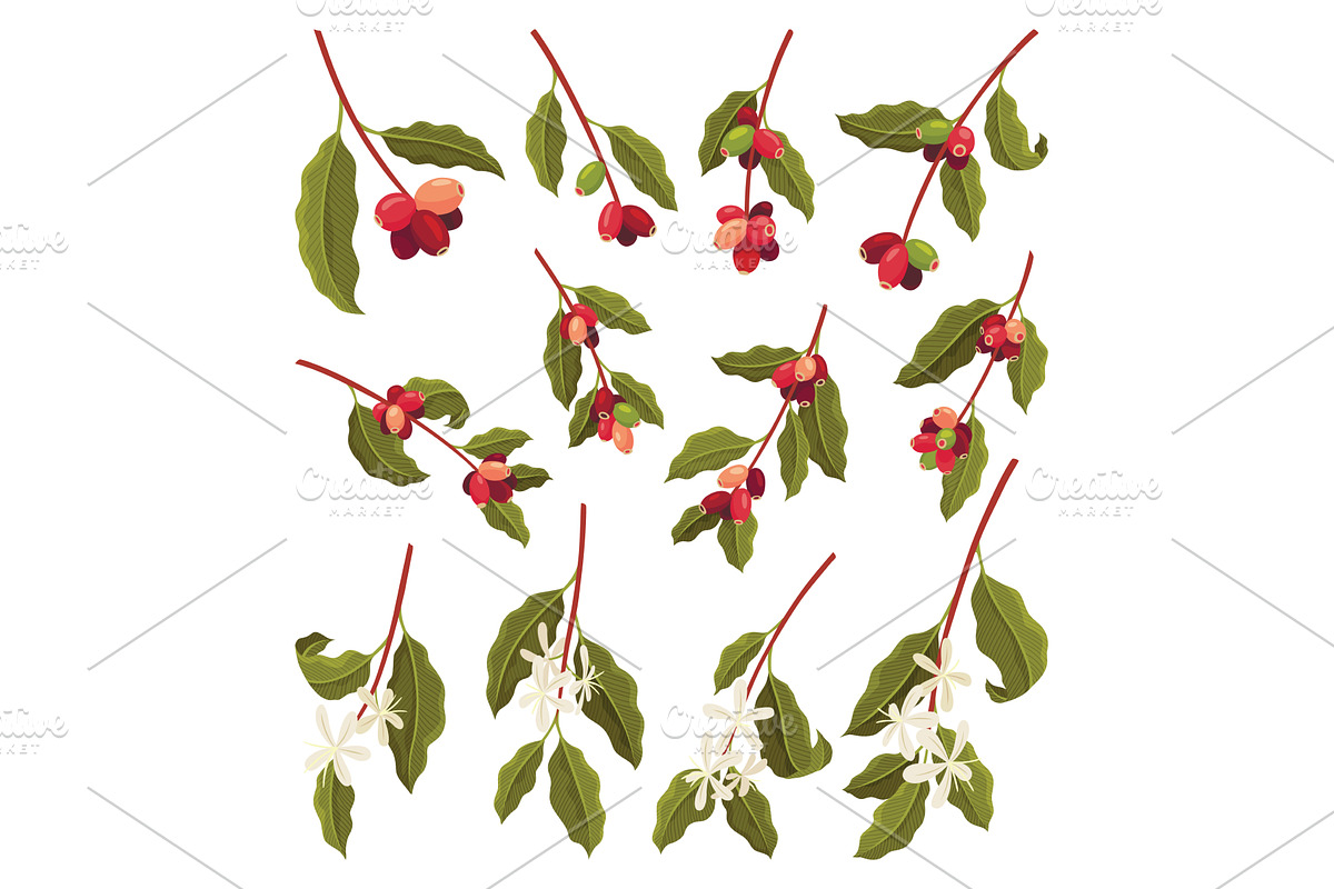 Branches of Coffee Plant with Ripe, an Object Illustration by the8monkey