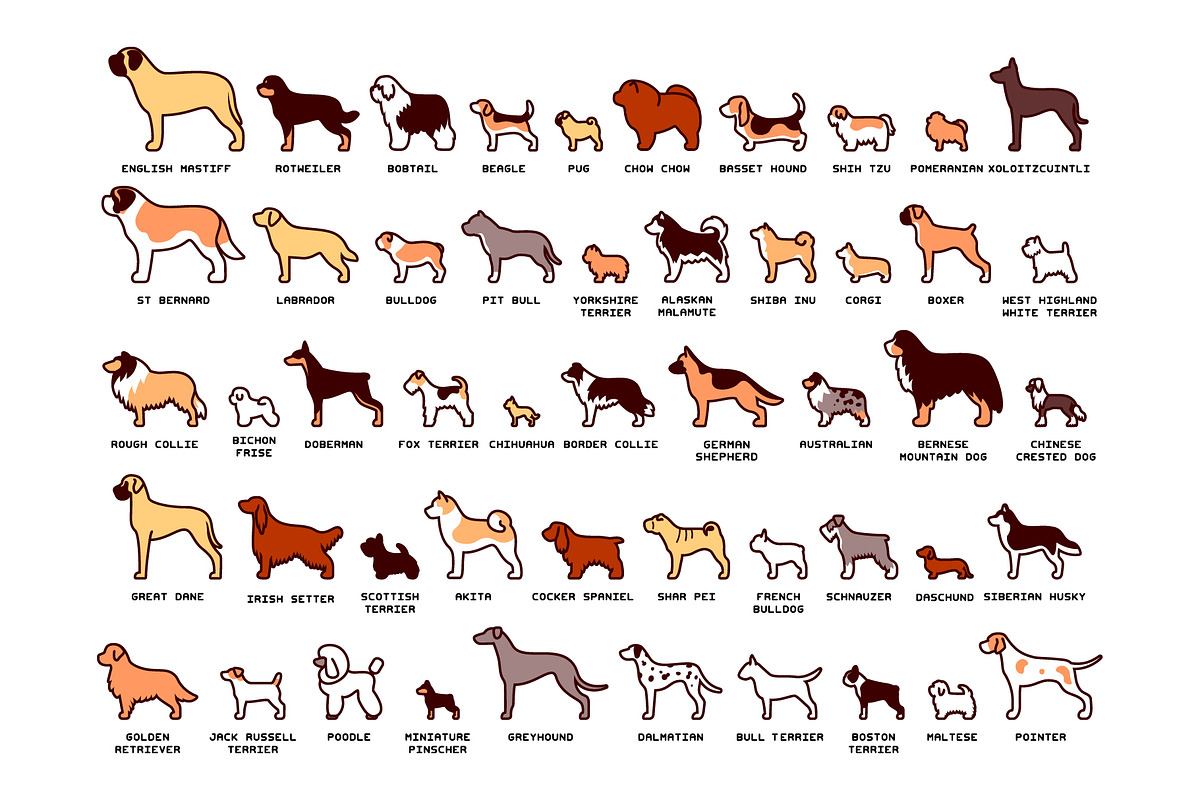 Dog Breeds Vector Pack, an Education Illustration by Andres M Rodriguez (Photo 3 of 3)
