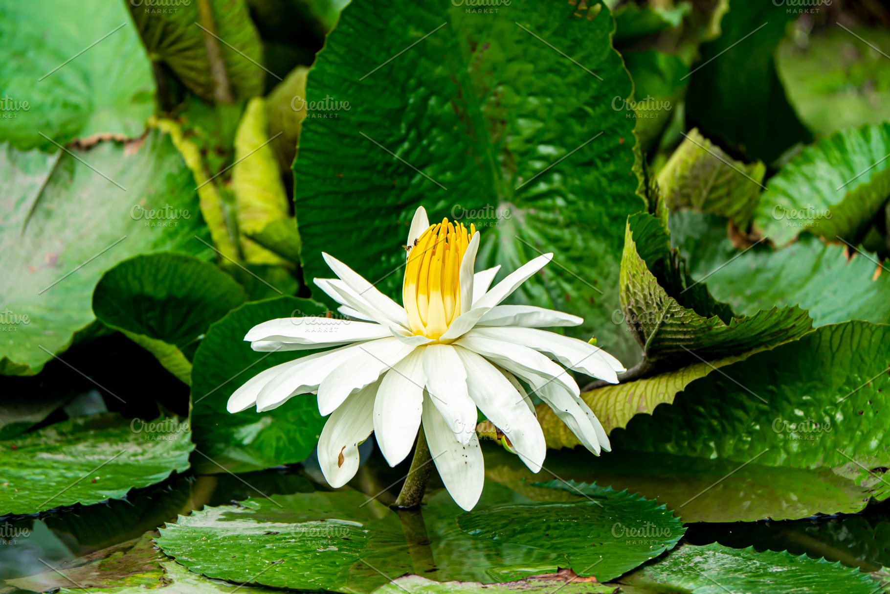 White lotus flower, a Nature Photo by Pushish Images