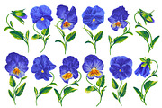 Blue Pansies Vector Set, an Illustration by MarynaPetrovska (Thumbnail 2 of 15)