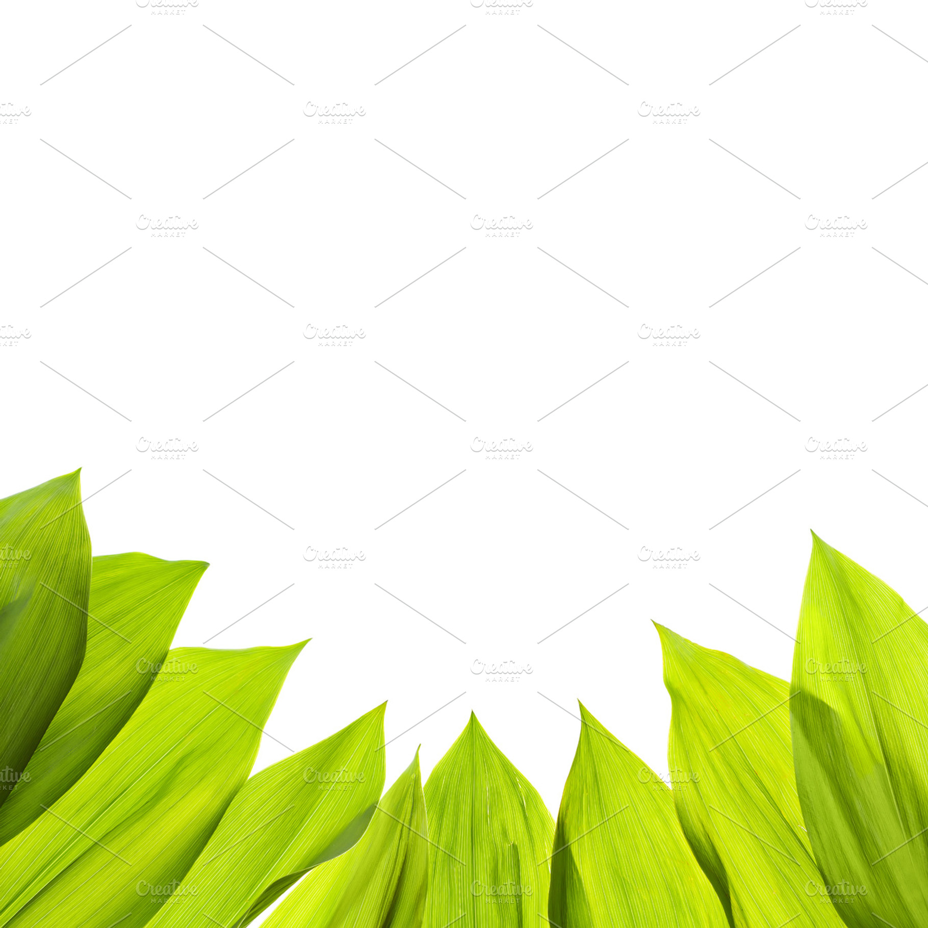 Green fresh leaf isolated background containing background, border, and bright