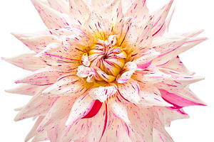 Dahlia flower white pink colored studio shooting featuring dahlia, flowers, a Nature Photo by iBear