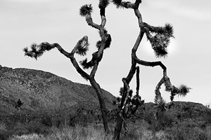 Joshua Tree Black and White. 