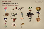 Curious Cabinet Collage Kit, an Object Graphic by Le.nart (Thumbnail 4 of 15)