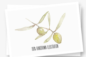 Olive Branch & Leaves Illustrations