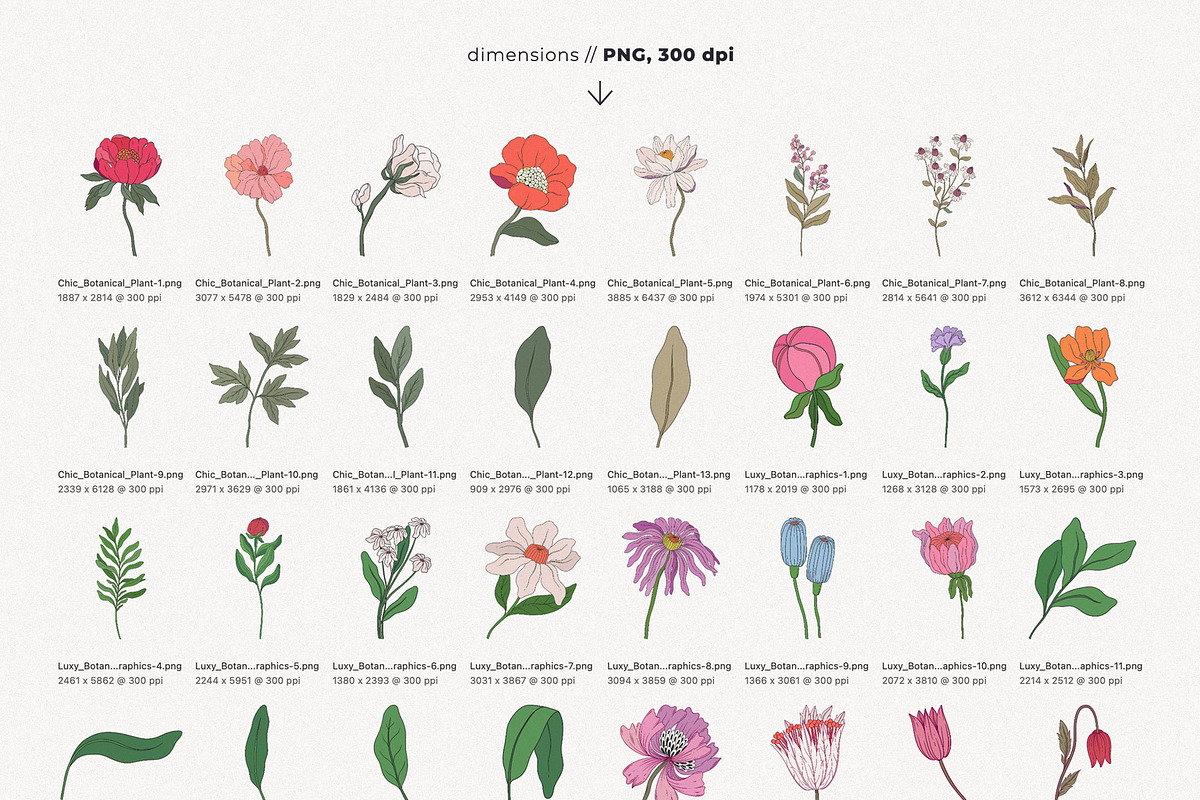 Botanical Modern Floral Illustration, a Decorative Illustration by likorbut (Photo 5 of 6)