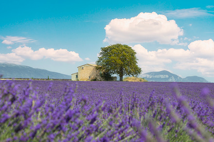 Lavender field, a house, and a tree.