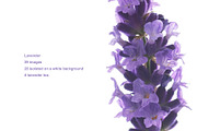 Lavender.PhotoSet, an Object Graphic by Pullia (Thumbnail 1 of 4)