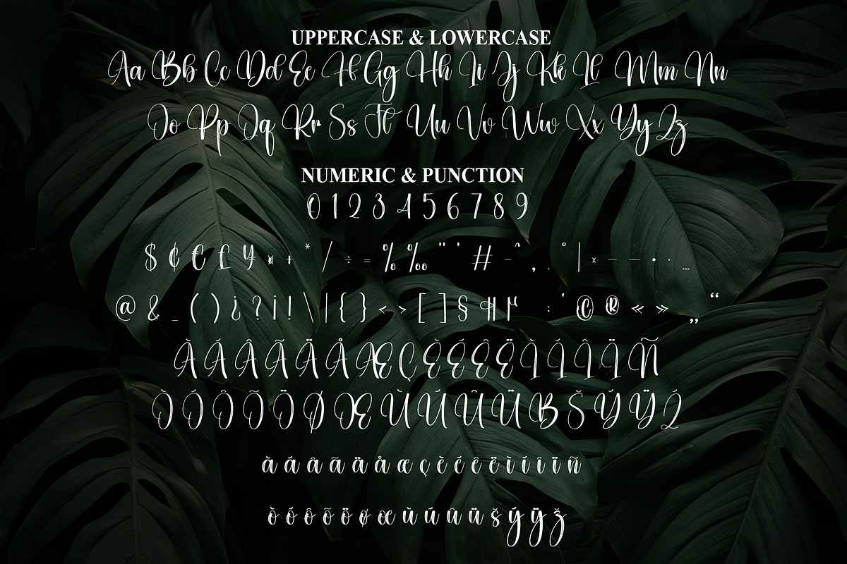 Monstera | Script Font, a Handwritten Font by Scratchones