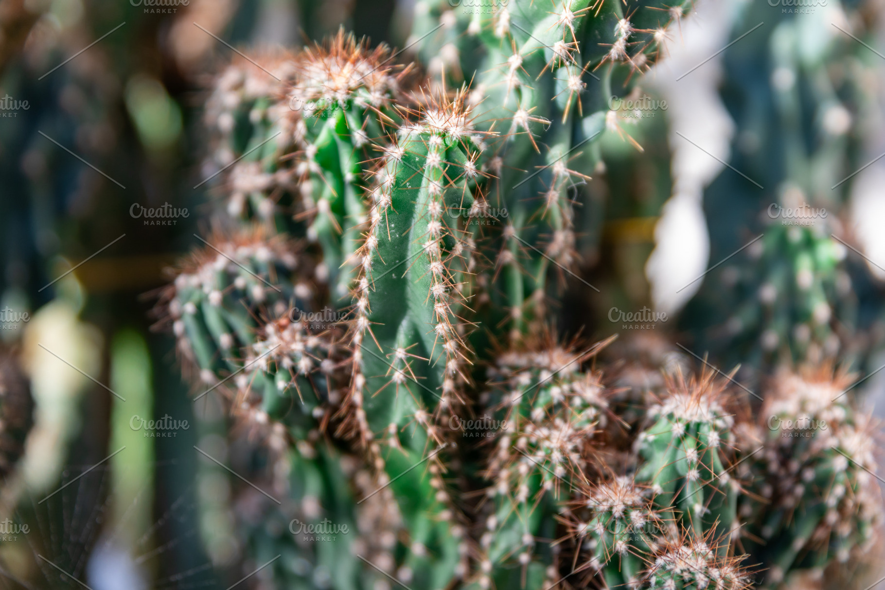 Close-Up of Green Cactus, a Nature Photo by Ales Munt