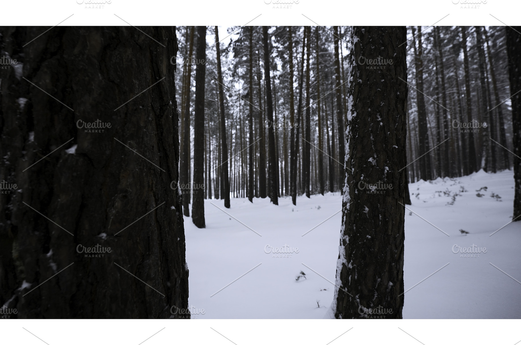 Beautiful view in winter forest in, a Nature Photo by Media Whale Stock