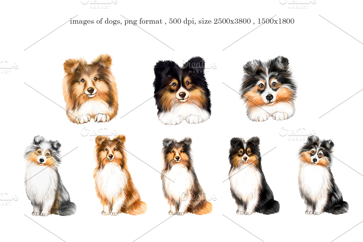 Collie and Sheltie dog set. Dogs art, an Animal Illustration by SavinV (Photo 2 of 6)