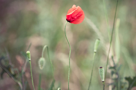 Lonely stock photo containing flower and green, a Nature Photo by PiotrMarkiewicz