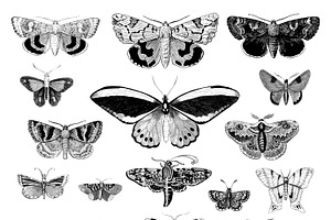 Illustration Set Of Various Insects