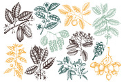 Exotic plant and fruit sketches set, a Food Illustration by Yevheniia (Thumbnail 2 of 11)