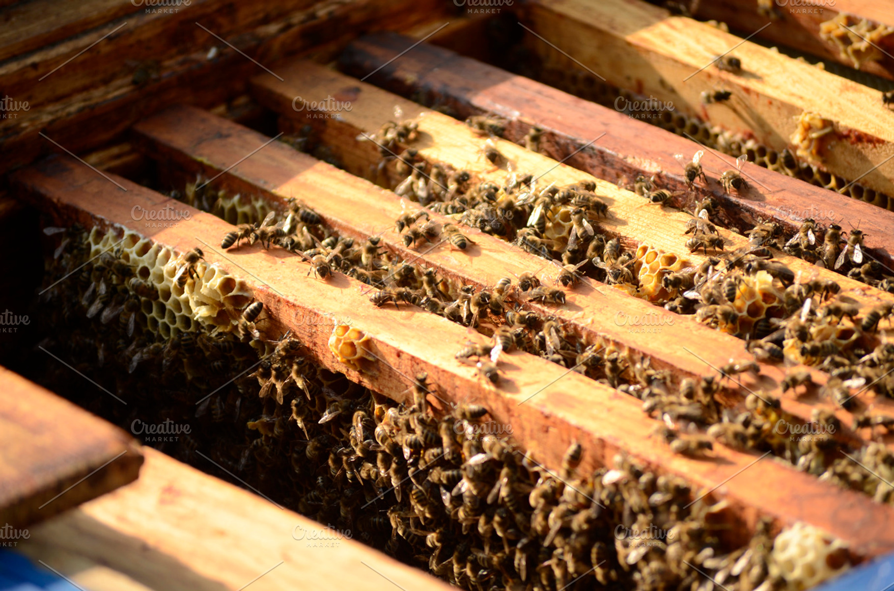 Honeybee on honeycomb featuring honey, bee, and honey bee, a Health & Medical Photo by velychko.ua