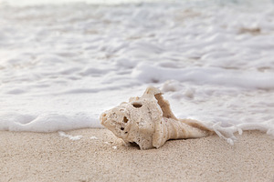 Sea shell on the beach over seascape
