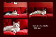 Cats On Red Sofa, an Animal Illustration by StockVerse Creative (Thumbnail 1 of 4)