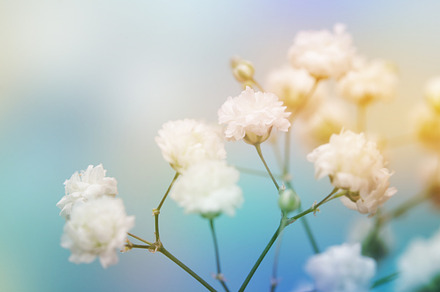 White flower on blue background containing abstract, backdrop, and background, a Nature Photo by Liliia Rudchenko