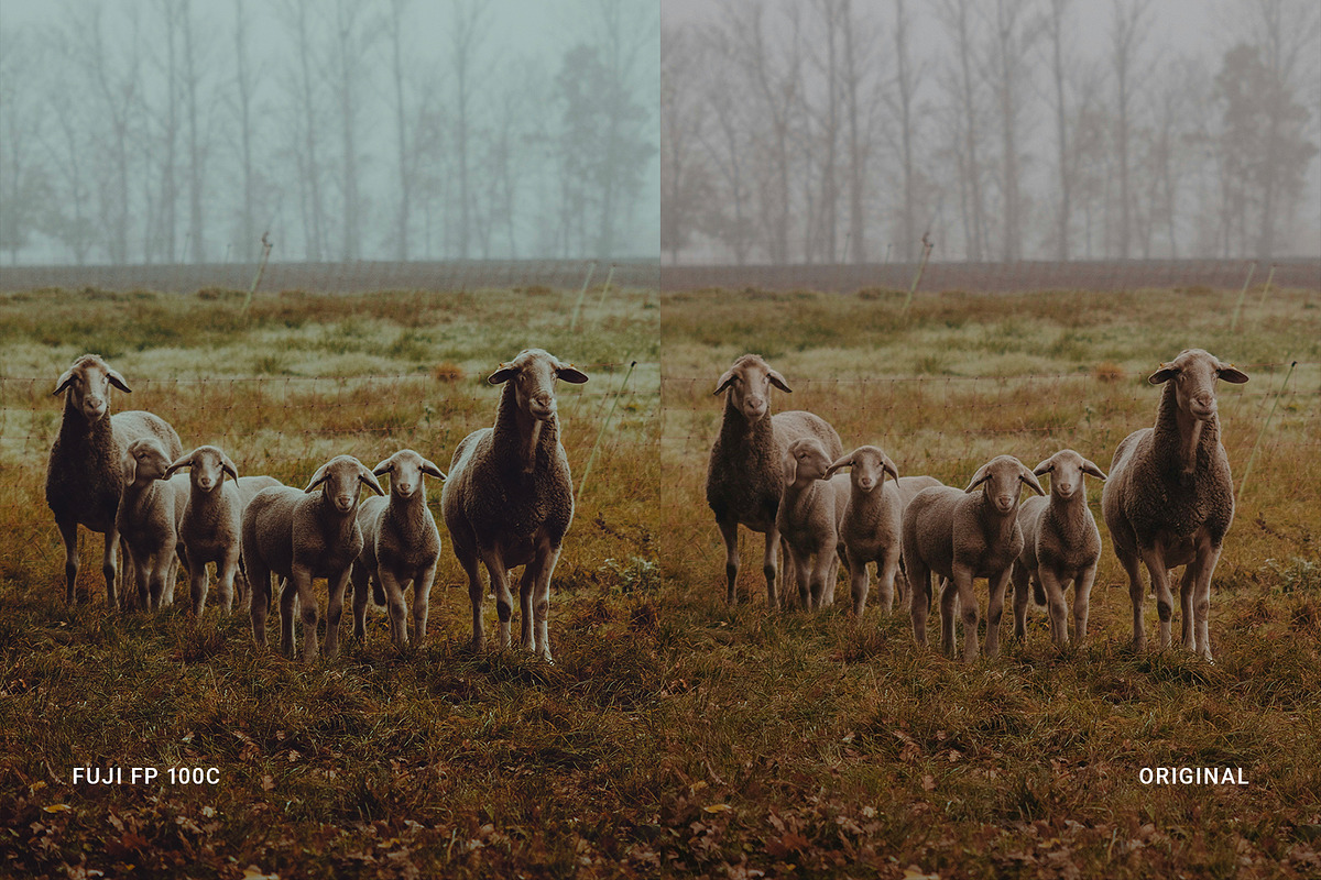 Fuji FP 100C, a Preset Add-On by colorituals (Photo 7 of 9)