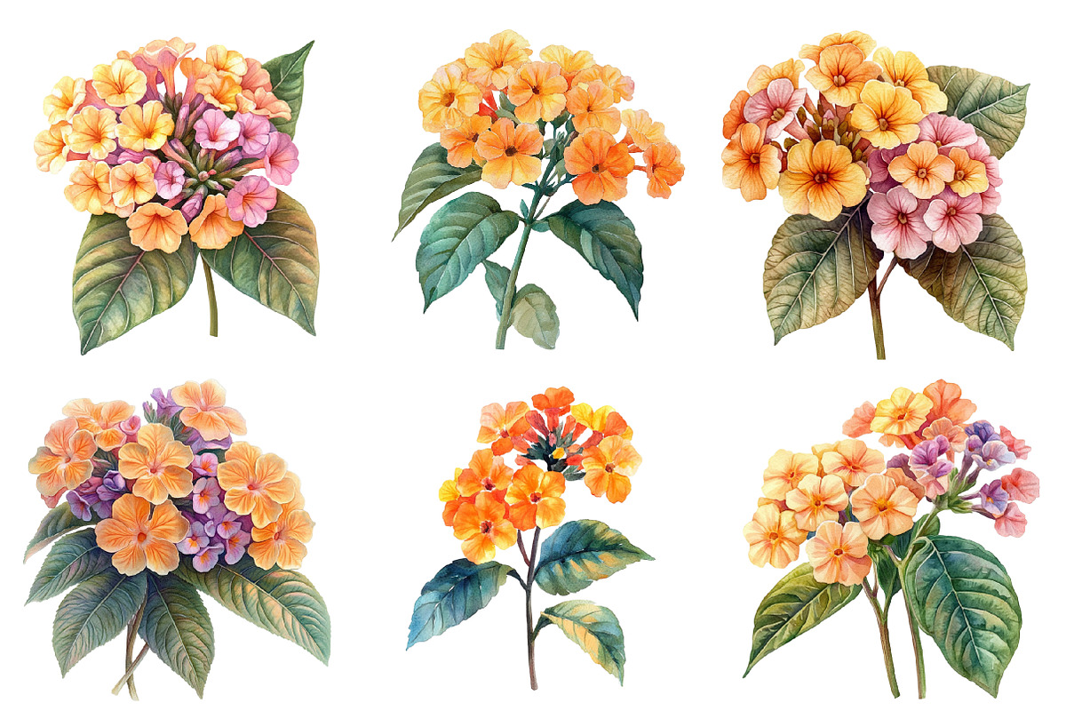 Watercolor Lantana Flower Clipart, an Illustration by SinaCreation (Photo 4 of 5)