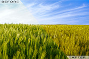 Cross Process Lightroom Presets, an Action Add-On by Click Click Studio (Thumbnail 5 of 5)