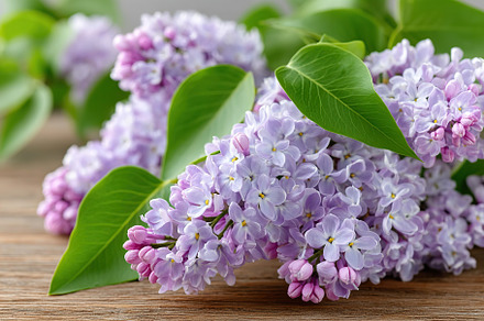 Vibrant lilacs arranged on a wooden surface showcasing delicate hues and fresh, a Nature Photo by AlyaAnd