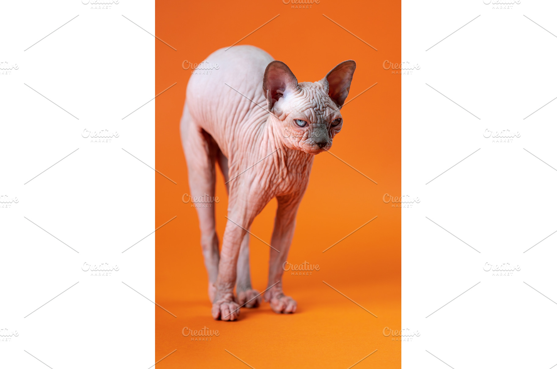 Sphynx Cat on orange background, an Animal Photo by Alexander-Piragis