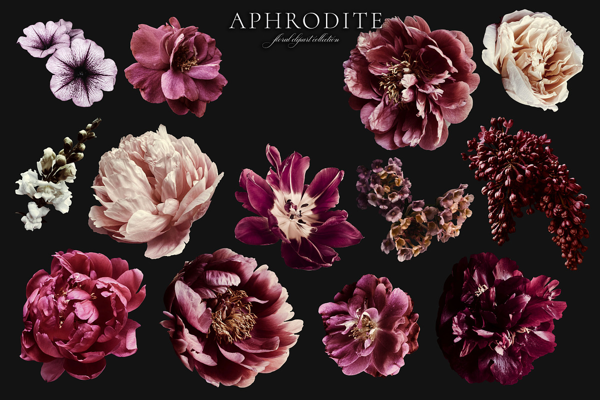 Aphrodite Floral Clip Art Collection, an Object Graphic by Eclectic Anthology (Photo 12 of 13)