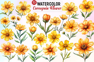 Coreopsis Flower Watercolor Clipart, an Illustration by Watercolor design