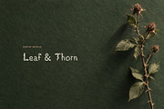 Botanicum Leafy Display Font, a Sans Serif Font by Graphic Spirit (Thumbnail 5 of 8)