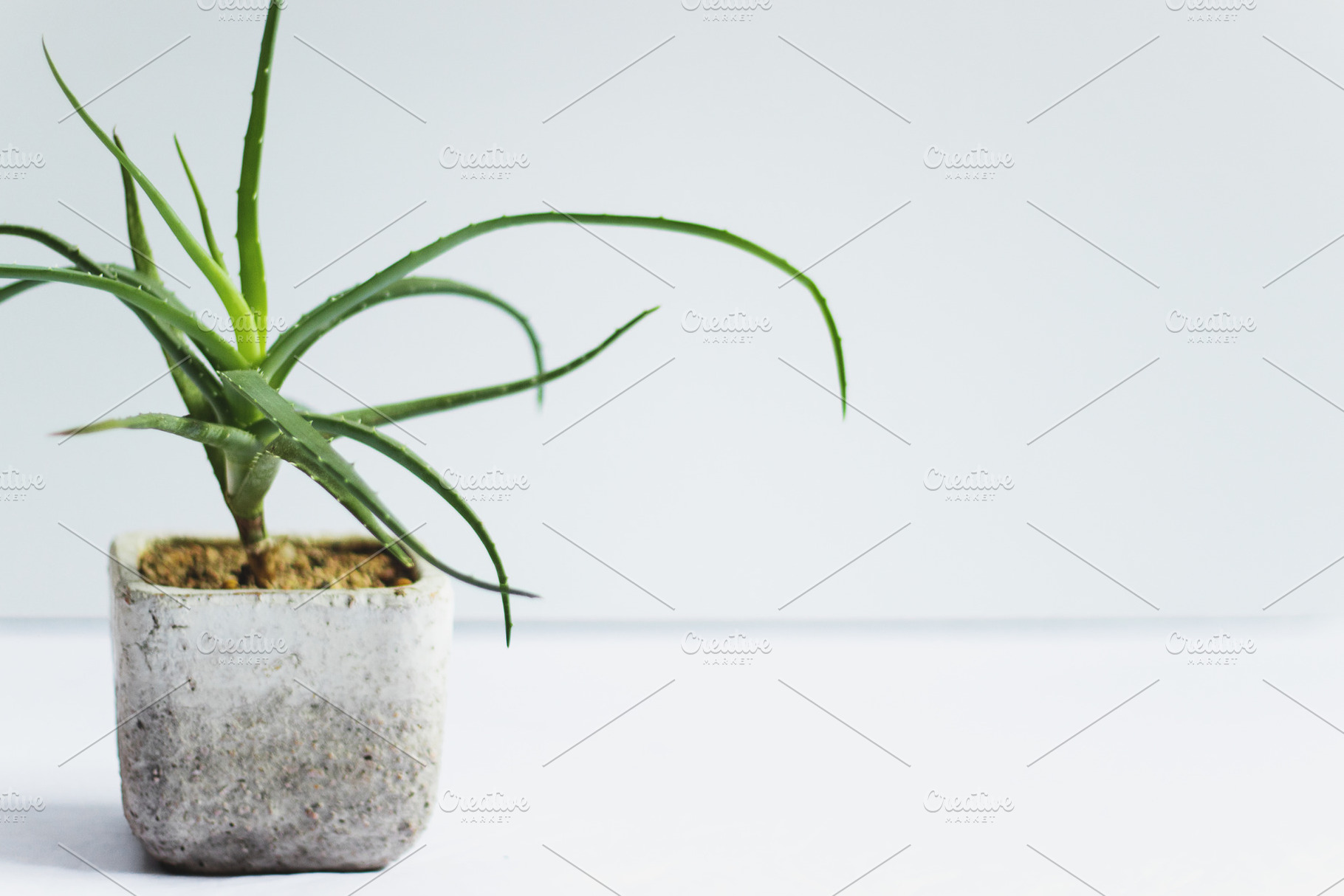 Potted Aloe on White, a Nature Photo by René Jordaan Photography