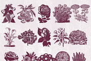 Vintage Flower Illustrations, an Illustration by TheBlackPixelCo (Thumbnail 6 of 6)