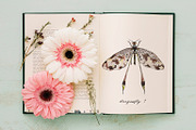 DRAGONFLIES. Watercolor clipart, an Illustration by digital_essence (Thumbnail 2 of 10)