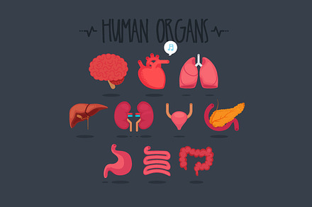 10 Human Organs