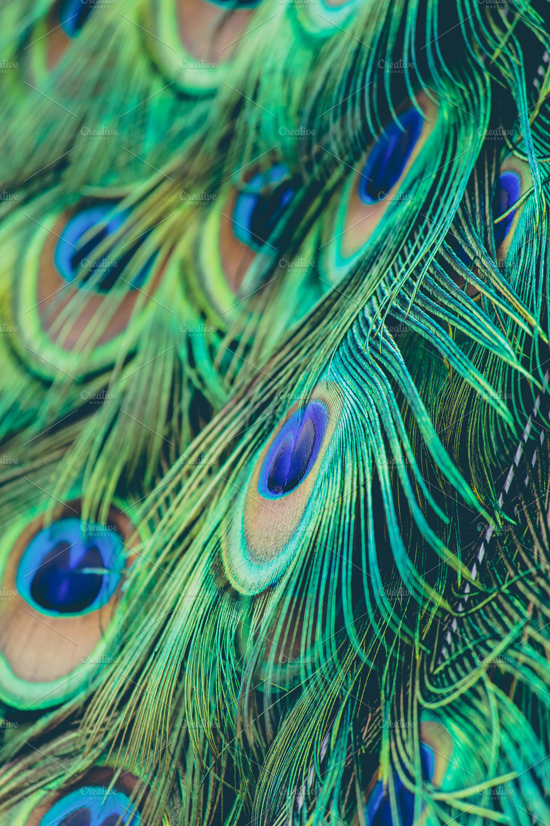 Peacock Feathers, a Background Photo by Tamara Lance