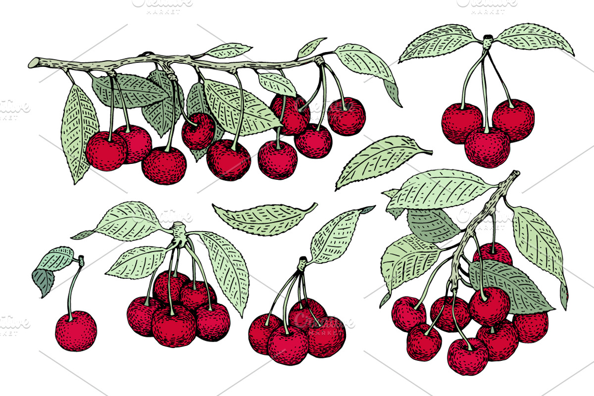 Cherry Vector Collection, a Food Illustration by Lubov Illustrations Shop (Photo 4 of 7)