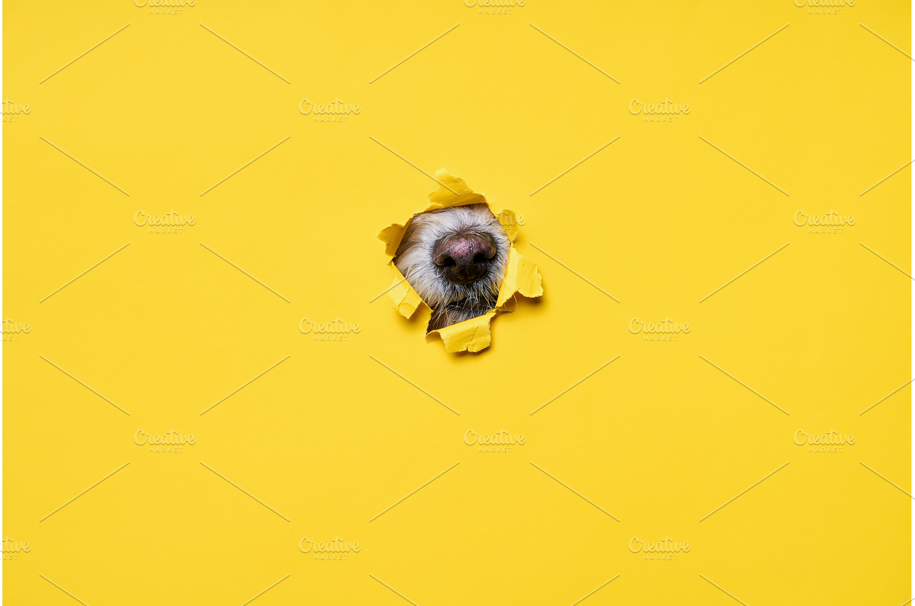 Dog nose sticking out of torn yellow, an Animal Photo by Gladkov photography