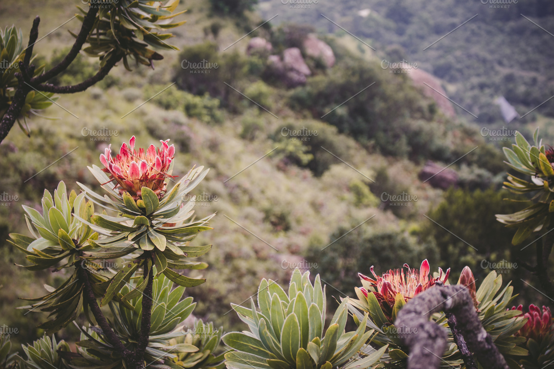 Protea Tree, South Africa, a Nature Photo by Highlands Creative Co.