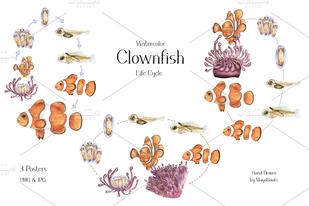Watercolor Clownfish Life Cycle Set, an Education Illustration by MayaNavits (Photo 5 of 7)