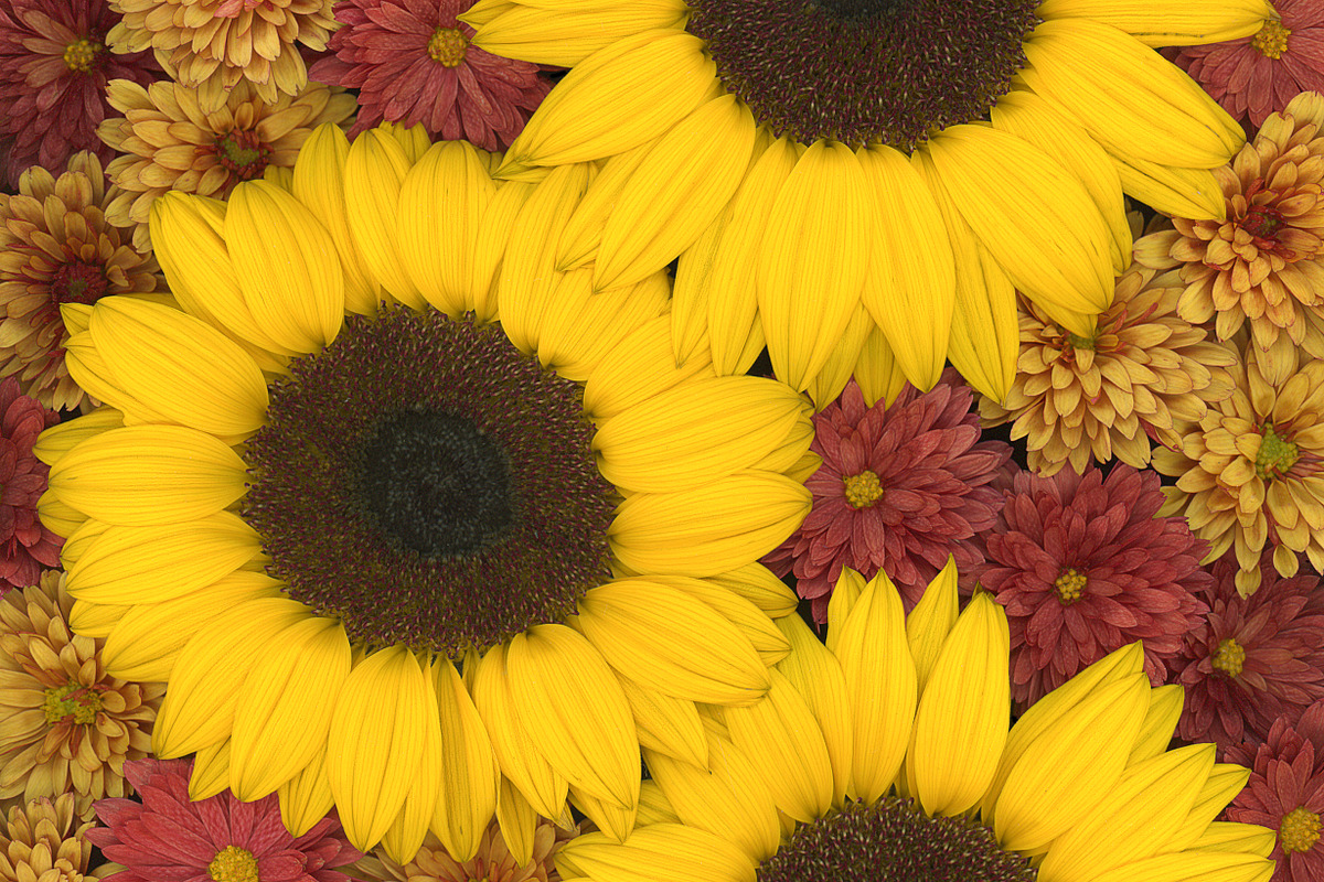 Autumn flowers, a Photo by Elles Rijsdijk (Photo 1 of 2)