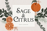 Sage Green Citrus Illustrations, an Object Illustration by Fire Spark Studio (Thumbnail 1 of 9)