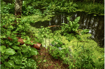 Swamp in the forest, a Nature Photo by Nature and travel