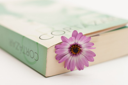 Flower And Book 2 Stock Photo preview 6