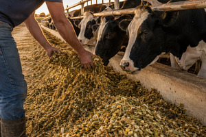 Feeding livestock in summer heat at, a Photo by Dvoevnore photos